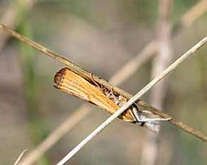 Agriphila straminella