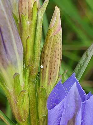 Alcon Blue