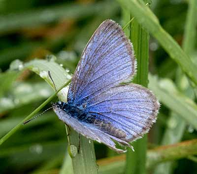 Alcon Blue