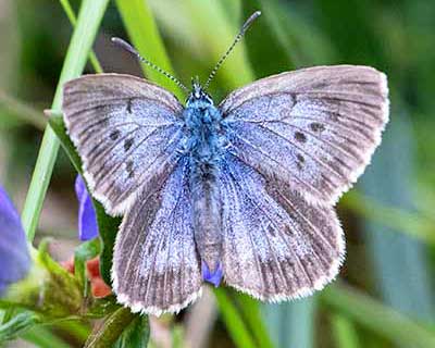 Alcon Blue
