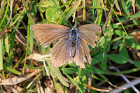 Common Blue