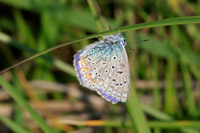 Common Blue