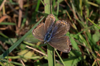 Common Blue