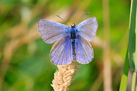 Common Blue