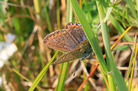 Common Blue