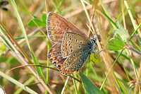 Common Blue