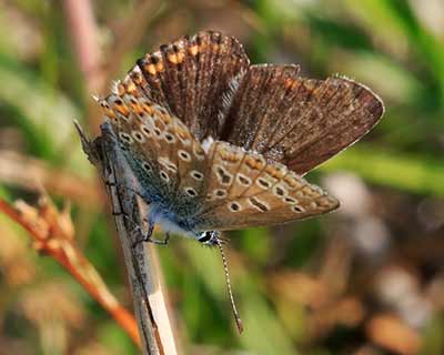 Common Blue
