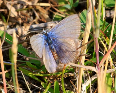 Common Blue