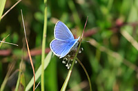 Common Blue