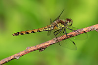 Common Darter