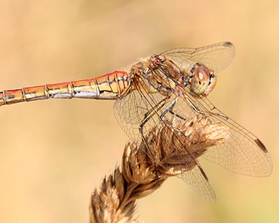 Moustached Darter
