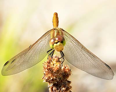 Moustached Darter