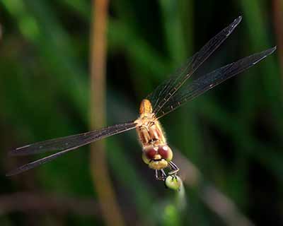 Moustached Darter
