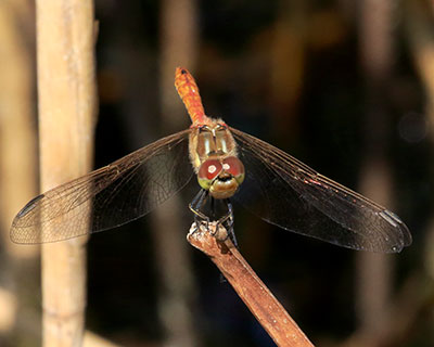 Moustached Darter