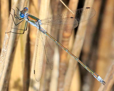 Common Spreadwing