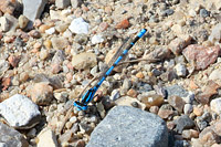 Common Bluet