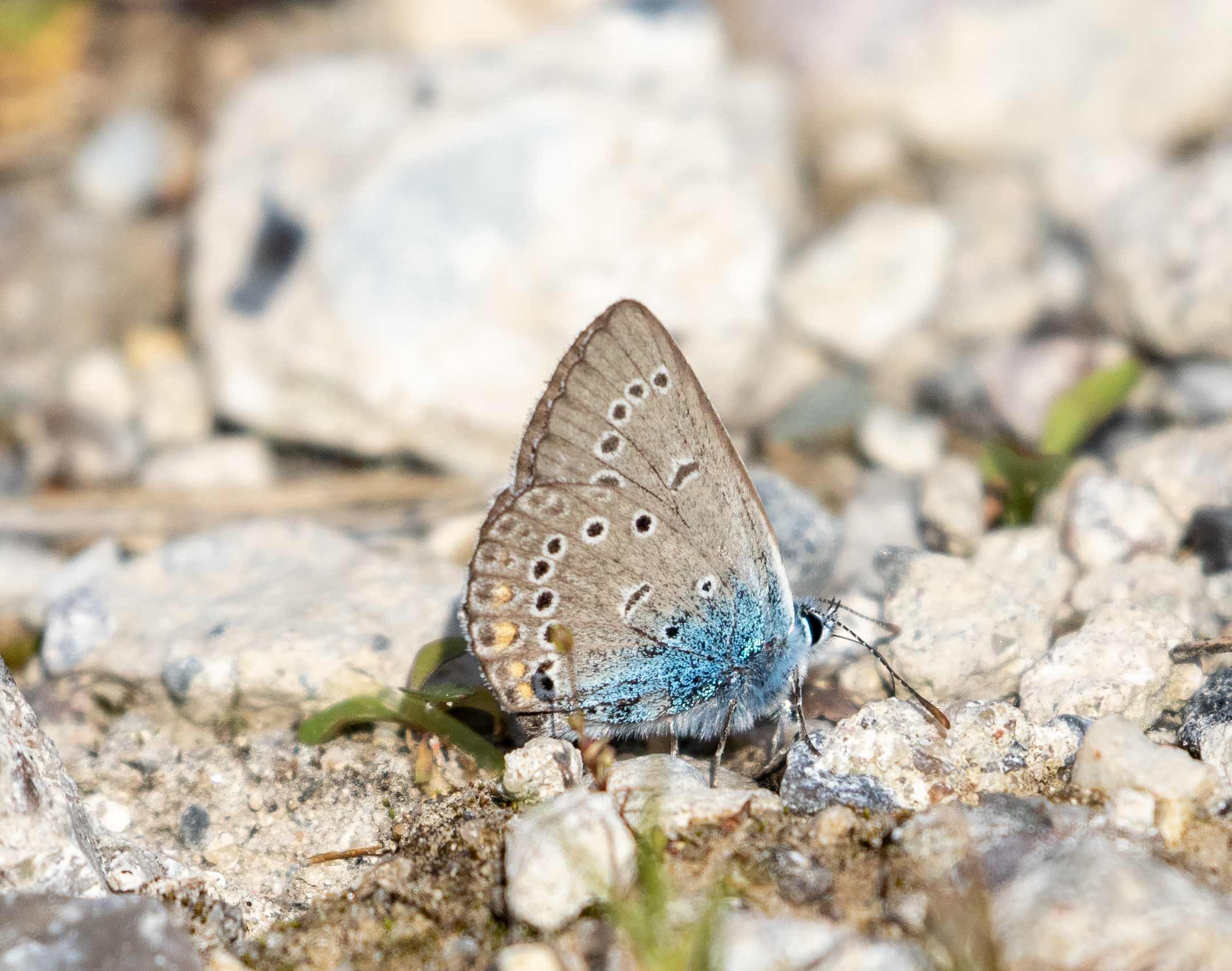 Amanda's Blue