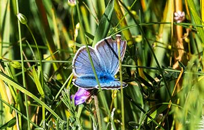 Amanda's Blue