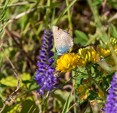 Amanda's Blue