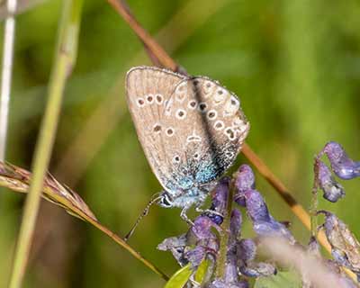 Amanda's Blue