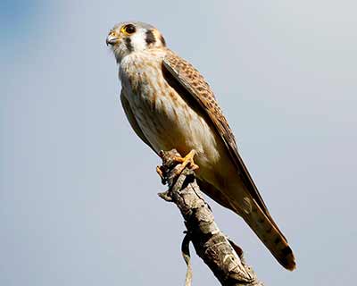 American Kestrel