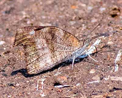 American Snout