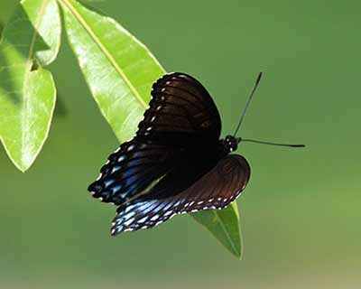 American White Admiral
