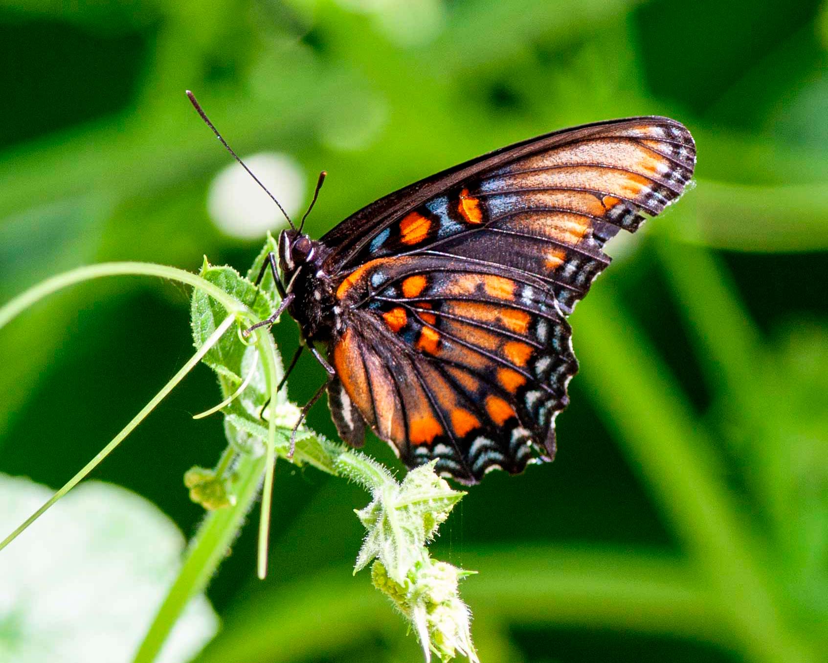 American White Admiral