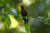 Amethyst-throated Mountain-gem