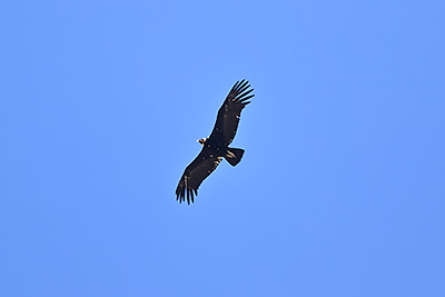Andean Condor