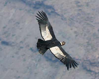 Andean Condor