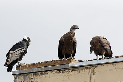 Andean Condor