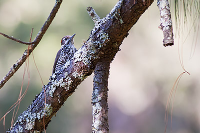 Arizona Woodpecker