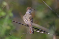 Ash-throated Flycatcher