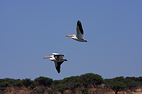 American White Pelican