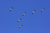 American White Pelican