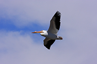 American White Pelican