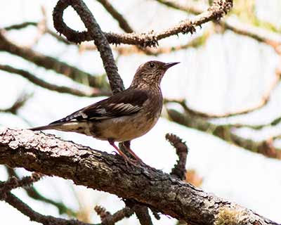 Aztec Thrush