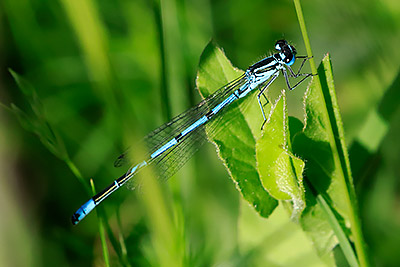 Azure Bluet