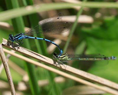 Azure Bluet