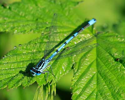 Azure Bluet