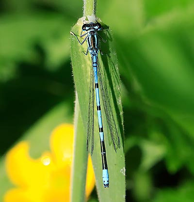 Azure Bluet