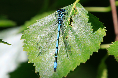 Azure Bluet