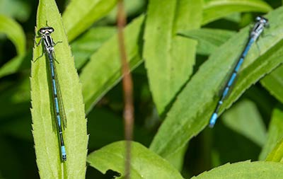 Azure Bluet