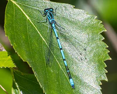 Azure Bluet