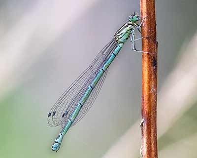 Azure Bluet