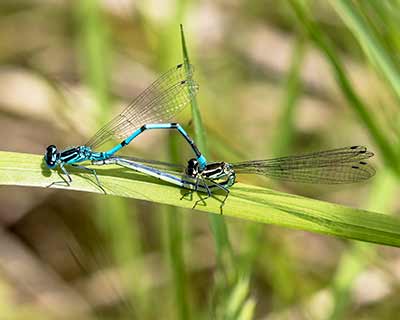 Azure Bluet