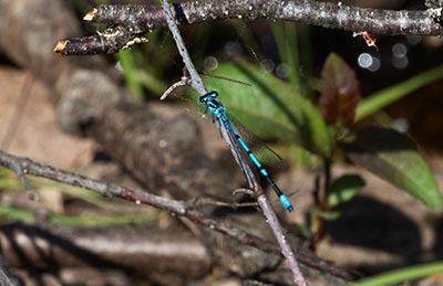 Azure Bluet