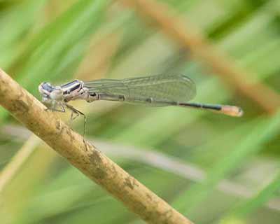 Azure Bluet