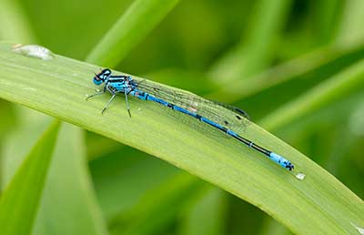 Azure Bluet
